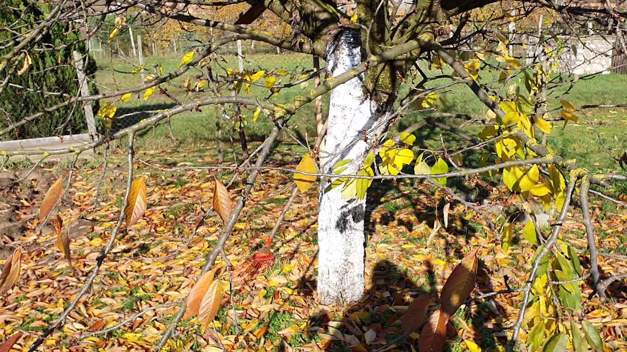 Miért meszelik a fák törzsét?