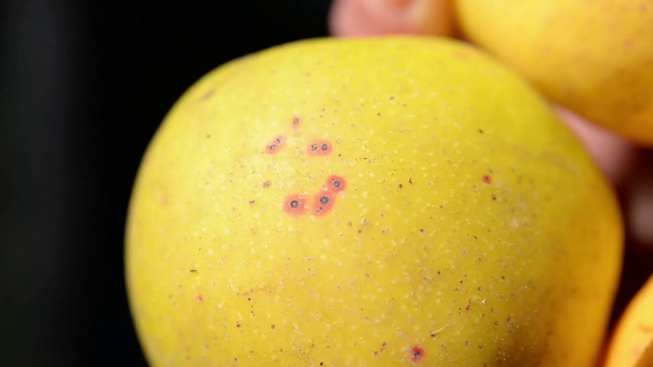 Eljött a gyümölcsfák őszi lemosó permetezésének az ideje. Milyen készítményt válasszunk?