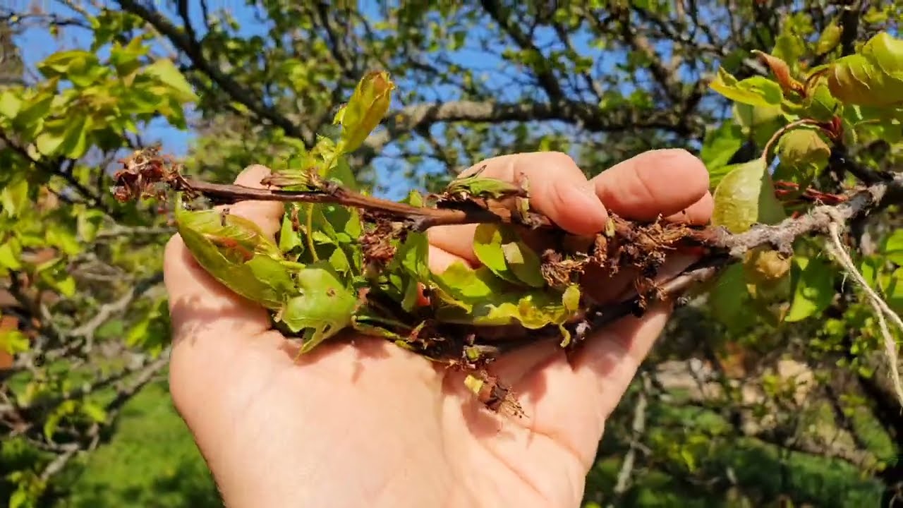 2023 tavaszi aktualitások - Csonthéjasok