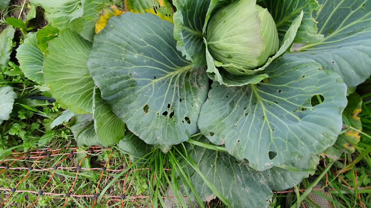 A káposztafélék kiváló téli vitaminforrások