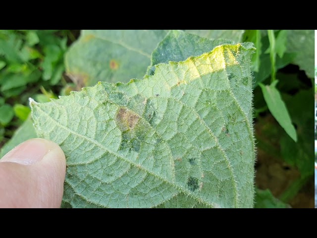 Uborka baktériumos betegsége