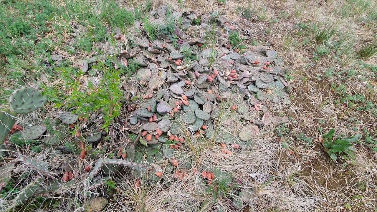 A melegedő idő látható hatása