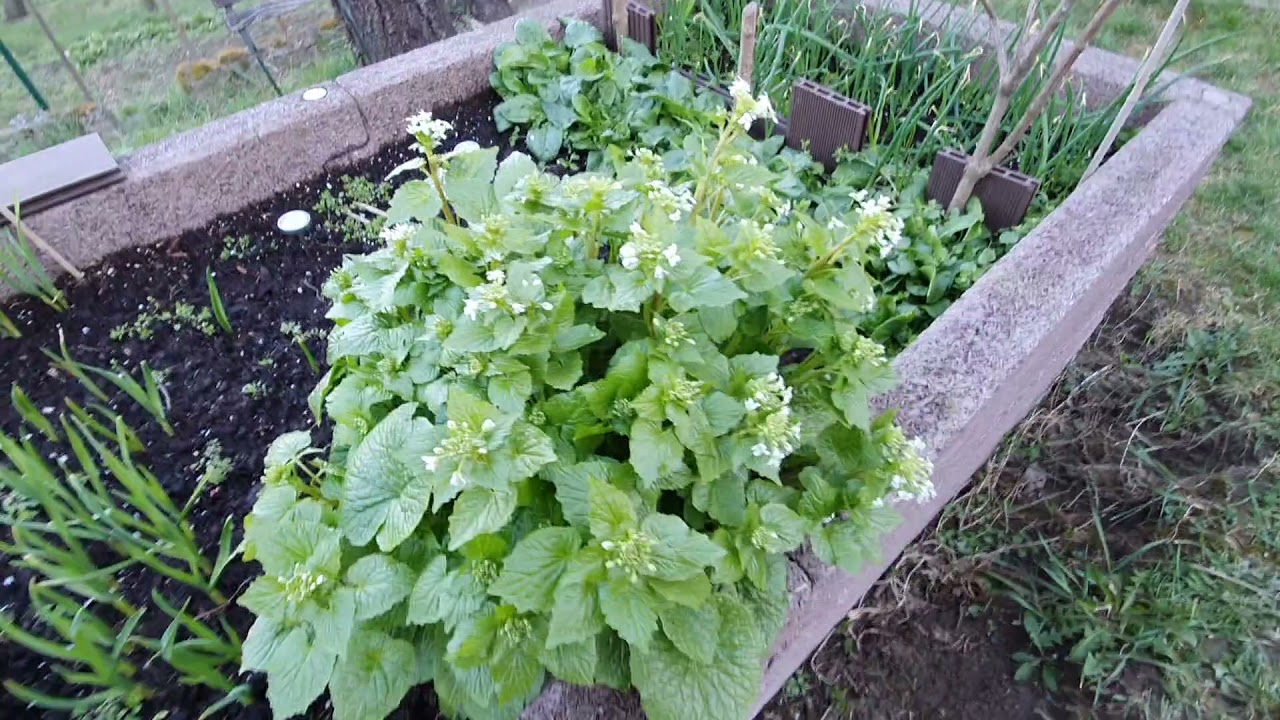 Wasabi a magas ágyásba