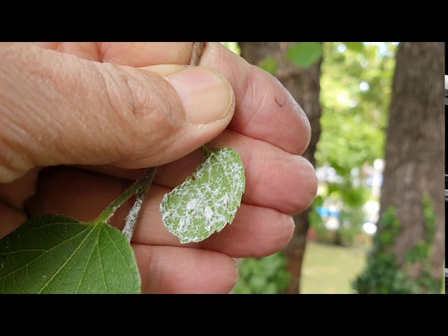 Hogy telel az Amerikai Lepkekabóca?