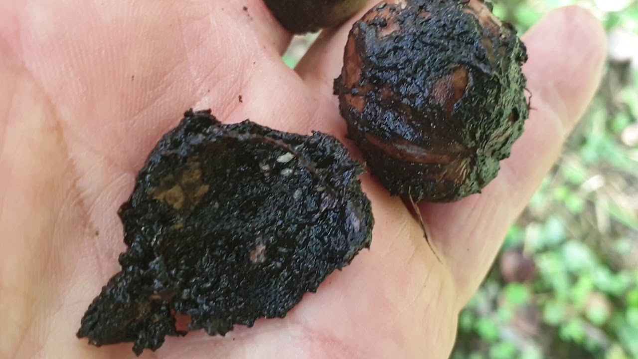 Dióburok légy kártétele