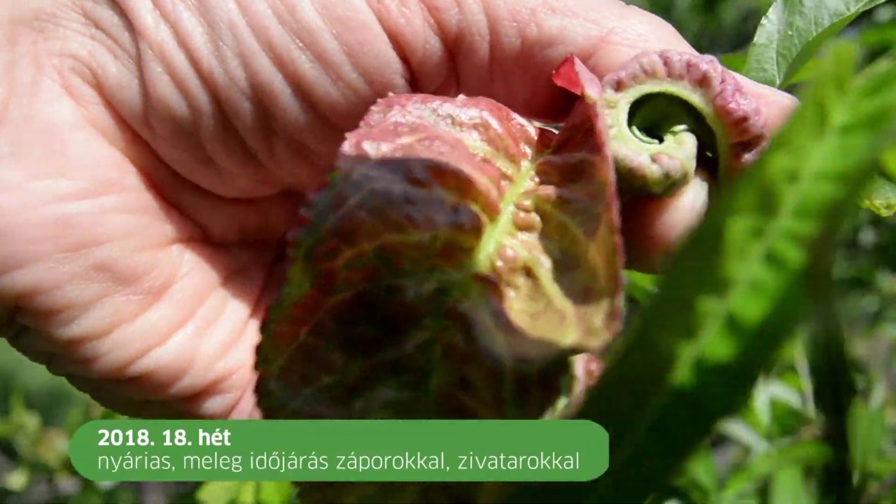 Továbbra is terjed az őszibarack tafrinája