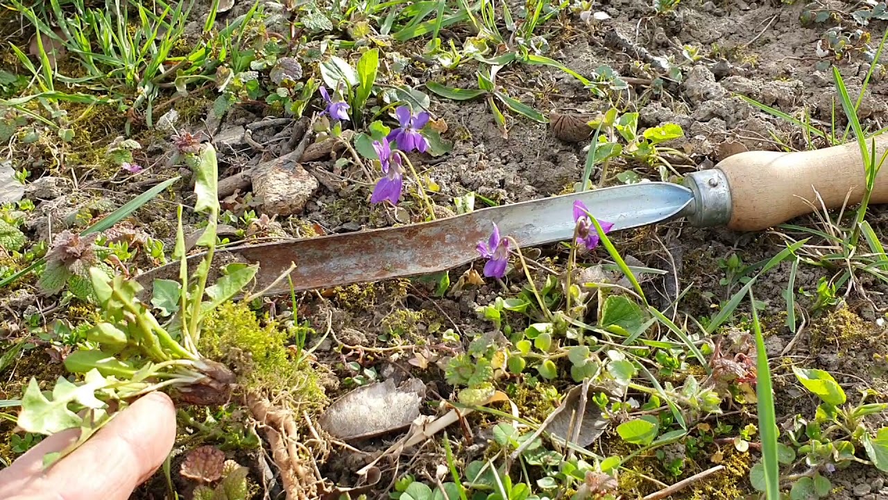 Meglepő gyomnövény