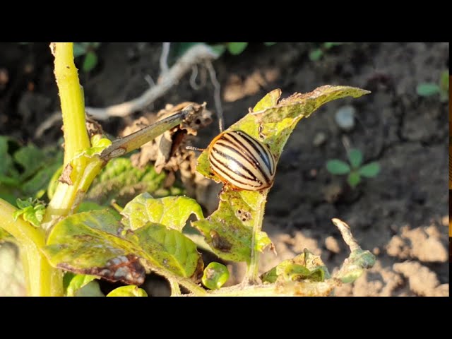 Burgonya termesztés növényvédelem nélkül?