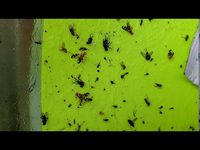 Dió burokfúró légy elterjedése hazánkban